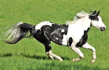 Februars JUNIOR-hest