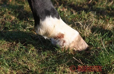 S&aring;dan forebygger du muk hos heste