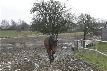 Hestene fra &Oslash;rsted solgt