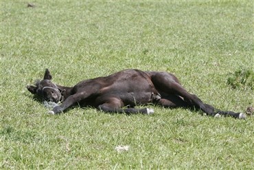 Hund dr&aelig;ber hingstef&oslash;l
