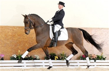 Shooting Star til Danmark