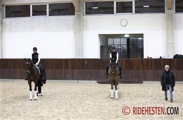 Dressurn&oslash;rderi med verdenseliten