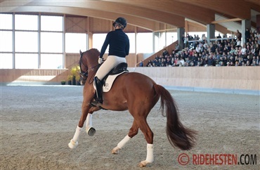 Her er for&aring;rets hingstefremvisninger