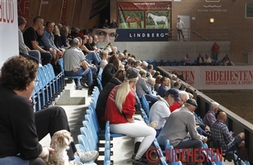 Dansk Varmblod KRAFFT Eliteskue - det er nu!