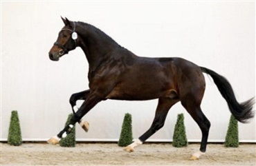 21 KWPN-dressurhingste k&aring;ret i dag