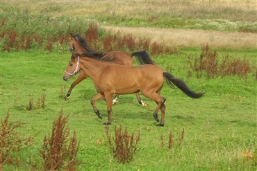 Flere heste aflivet efter p&aring;k&oslash;rsel 