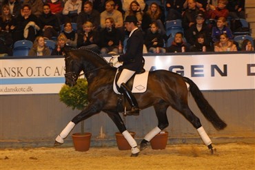Hingsteshow p&aring; Vilhelmsborg