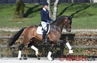 Succesfuld online-hingstefremvisning - video