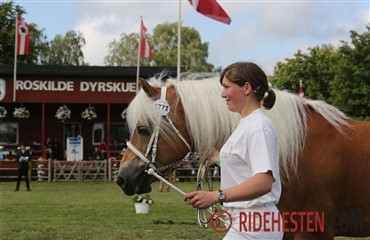 Roskilde Dyrskue lige om hj&oslash;rnet
