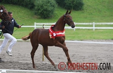 F&oslash;lskue til Horsefestival