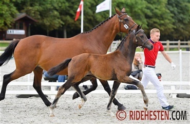 &Aring;rets Horsefestival skudt i gang