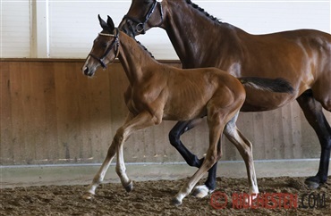 I aften afg&oslash;res DWB Show Jumping Foal Auction
