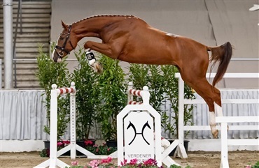 1 million for springhingst i Verden