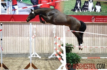 Ni springhingste udtaget til k&aring;ring