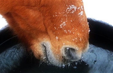 Hold hestens vand frostfrit