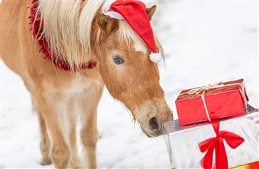 Giver du din hest julegave?