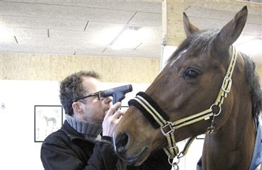 M&aring;neblindhed hos heste