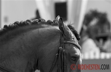 Stresssymptomer hos heste