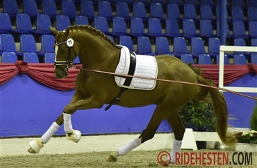 Danske hingste s&aelig;tter deres pr&aelig;g p&aring; k&aring;ringen