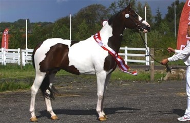 &Aring;rets Unghingst 