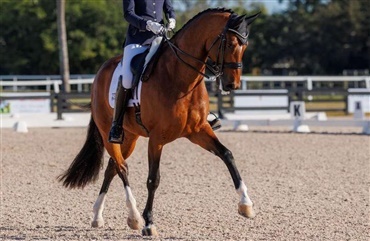 Hussmanns Topgun hos Adrienne Lyle