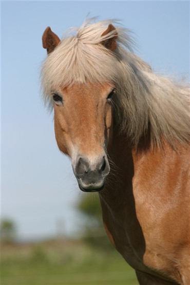 Beskyt den islandske hest mod smitte!