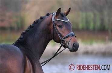 Hvilke hingste er mest popul&aelig;re?