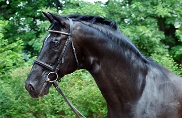 Kostolany er &aring;rets trakehnerhingst 2009