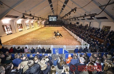 Flere hingsteshows er aflyst
