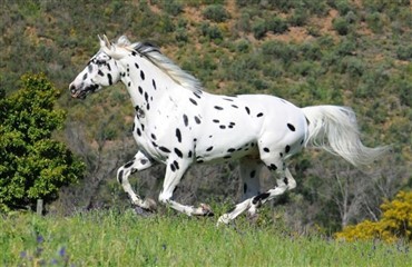 Dansk avlshingst i Sydafrika