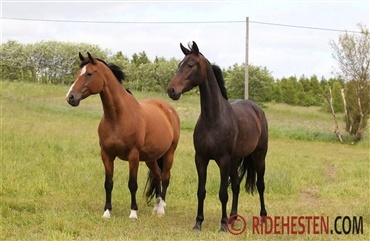 Er din hest fed eller fit?