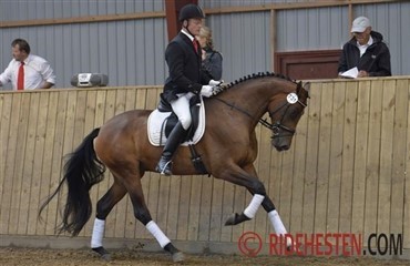 Dansk hest vandt 4-&aring;rs championat i USA