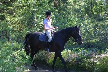 Dreng arret efter angreb fra hund under ridetur