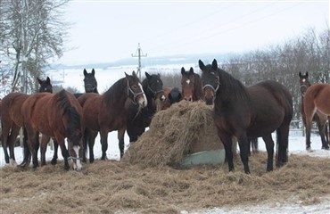H&oslash;s relative foderv&aelig;rdi