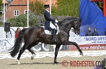 Sverige mister en holdhest i dressur