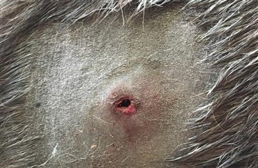 Tragisk uheld: Hest skudt af j&aelig;ger