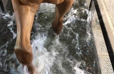 Fitnesscenter for heste &aring;bner i Randers