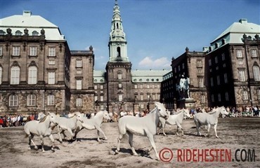 Hestefolde p&aring; Christiansborg Slot