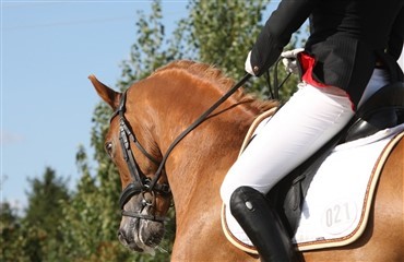 Verdenspony til Sverige