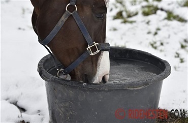 Fryser din hests vand?