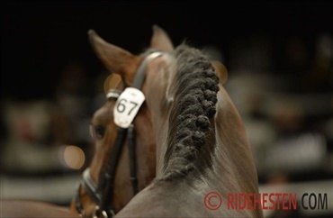 Hingsteshow i Ringsted p&aring; s&oslash;ndag