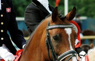 Efterk&aring;ring i Dansk Sports Pony avl 
