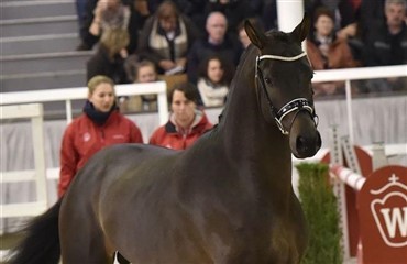 Millennium-s&oslash;n popul&aelig;r ogs&aring; i Münster