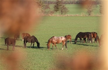 En bedre hestehandel