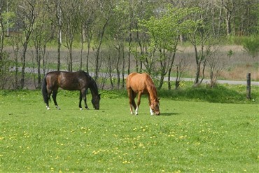 Dyr hest stj&aring;let fra stutteri 