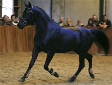 Succes med ponysalgsweekend