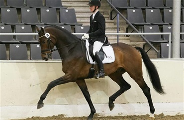 Danske hingste k&aring;ret i hannoveranerforbundet