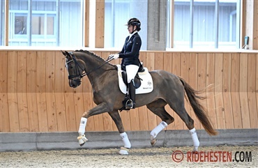 Ny DV-hest til Cathrine Dufour