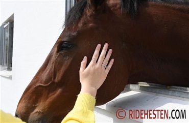 Tjekker du hestens normalv&aelig;rdier?