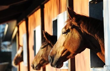 Mystisk fotografering ved Glamsbjerg Rideklub